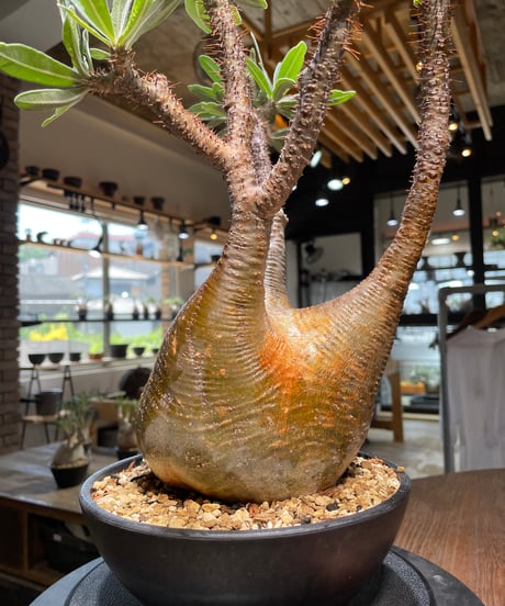 パキポディウム グラキリス　Pachypodium gracilius 　発根済　(gk-485)