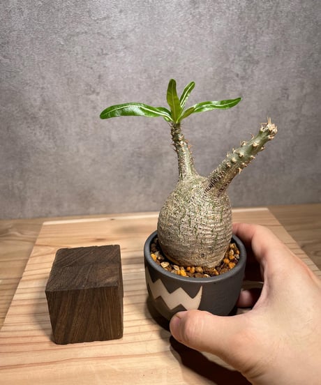 パキポディウム グラキリス　発根済　※背面現地穴跡あり　(商品番号gk-60valiem)  VALIEM 　BOWL　sizeXS　(VALIEMタグ付き)