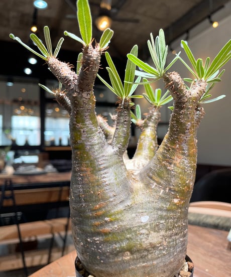 パキポディウム グラキリス　Pachypodium gracilius 　発根済　(gk-399)