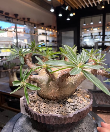 パキポディウム グラキリス　Pachypodium gracilius 　発根済　(gk-509kuniaki matsui）