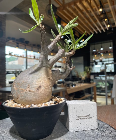 パキポディウム グラキリス　Pachypodium gracilius 　発根済　(gk-558)