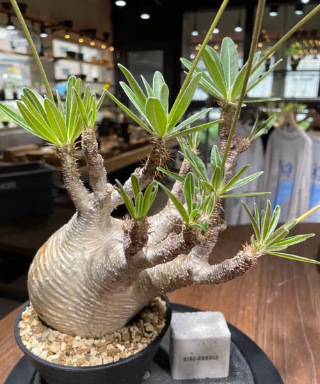 パキポディウム グラキリス　Pachypodium gracilius 　発根済　(gk-443）