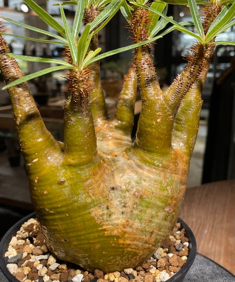 パキポディウム グラキリス　Pachypodium gracilius 　発根済　(gk-473)