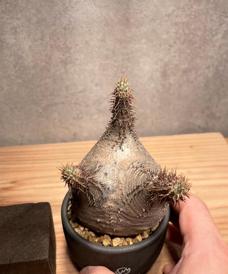 パキポディウム グラキリス　Pachypodium gracilius 　発根済　(商品番号gk-43valiem)  VALIEM 　BOWL　sizeXS　(VALIEM巾着、タグ付き)