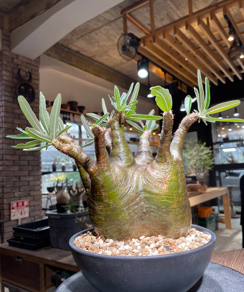 パキポディウム グラキリス Pachypodium gracilius 発根済 (gk-53