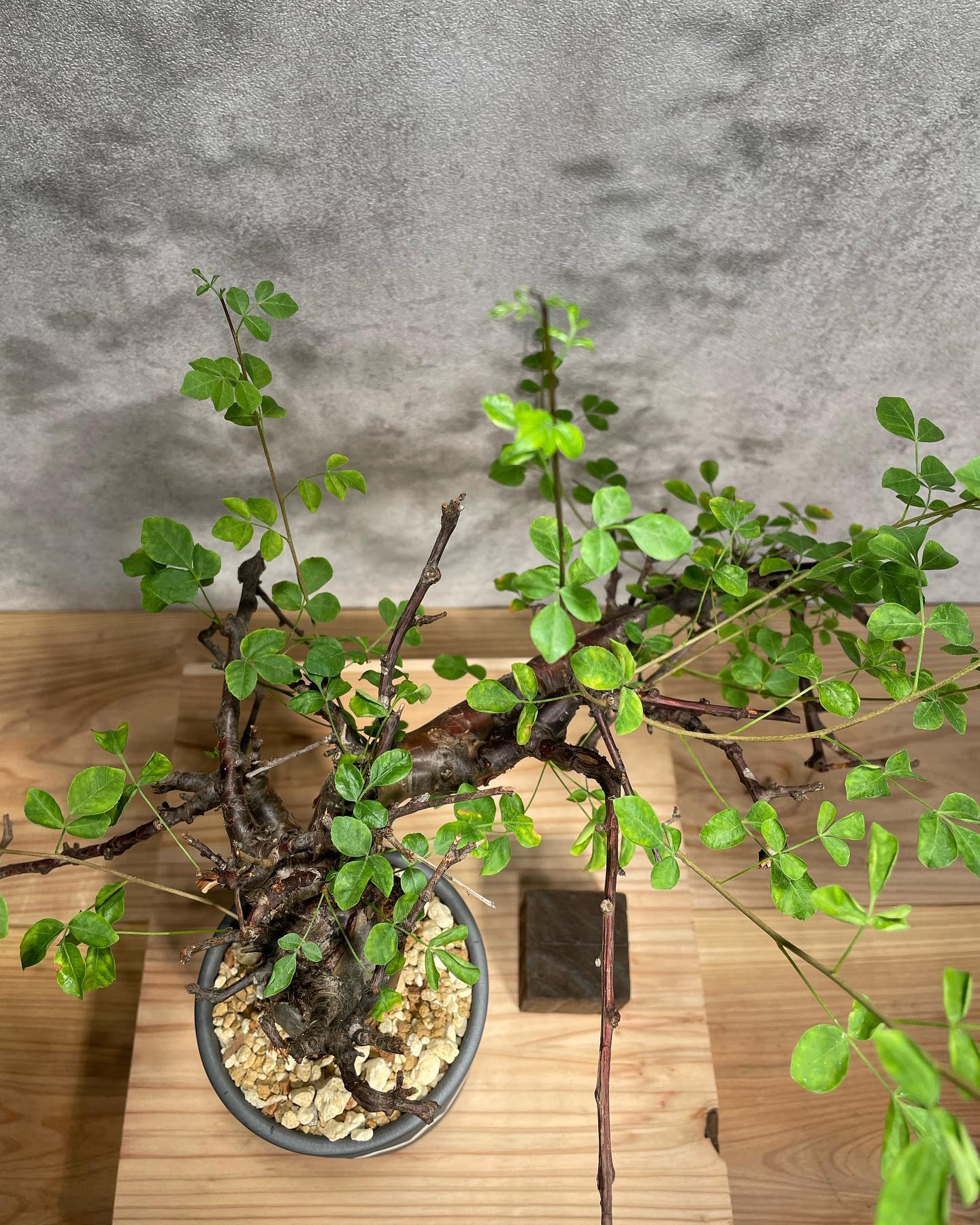 コミフォラ ボラネンシス 発根済 (商品番号bn-2valiem) (VALIEMタグ