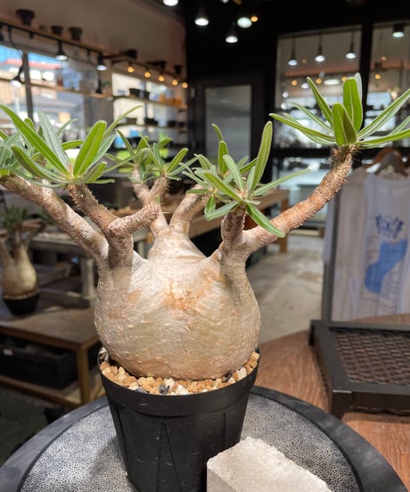 パキポディウム グラキリス　Pachypodium gracilius 　発根済　(gk-508）