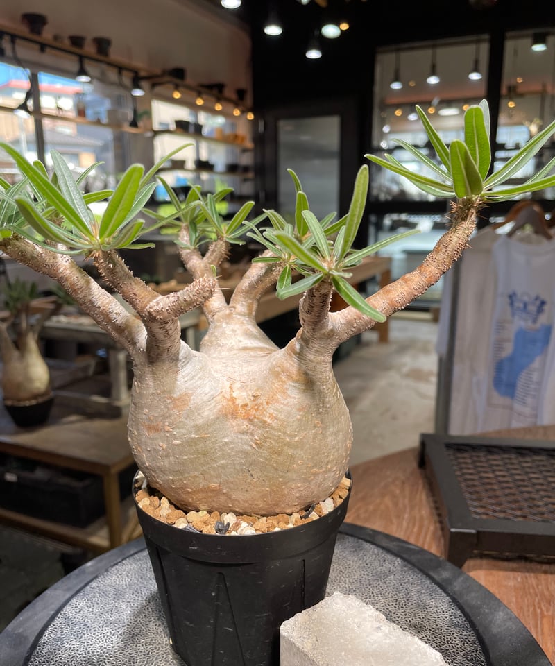 パキポディウム グラキリス Pachypodium gracilius 発根済 (gk-50