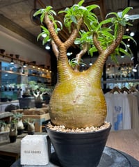 パキポディウム グラキリス 多頭 Pachypodium gracilius 発根済 (gk
