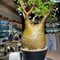 パキポディウム グラキリス　Pachypodium gracilius 　発根済　(gk-518）