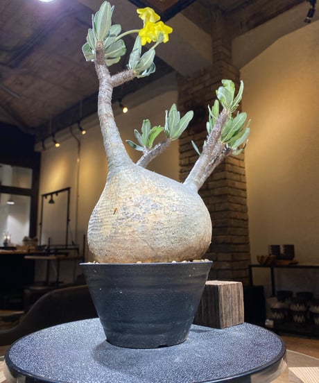 パキポディウム グラキリス　Pachypodium gracilius 　発根済　(商品番号gk-182)