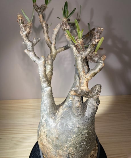 パキポディウム グラキリス　Pachypodium gracilius 　発根済　(商品番号gk-104valiem)VALIEM  (VALIEMタグ付き)