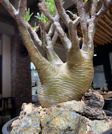 パキポディウム グラキリス　Pachypodium gracilius 　発根済　(gk-449）