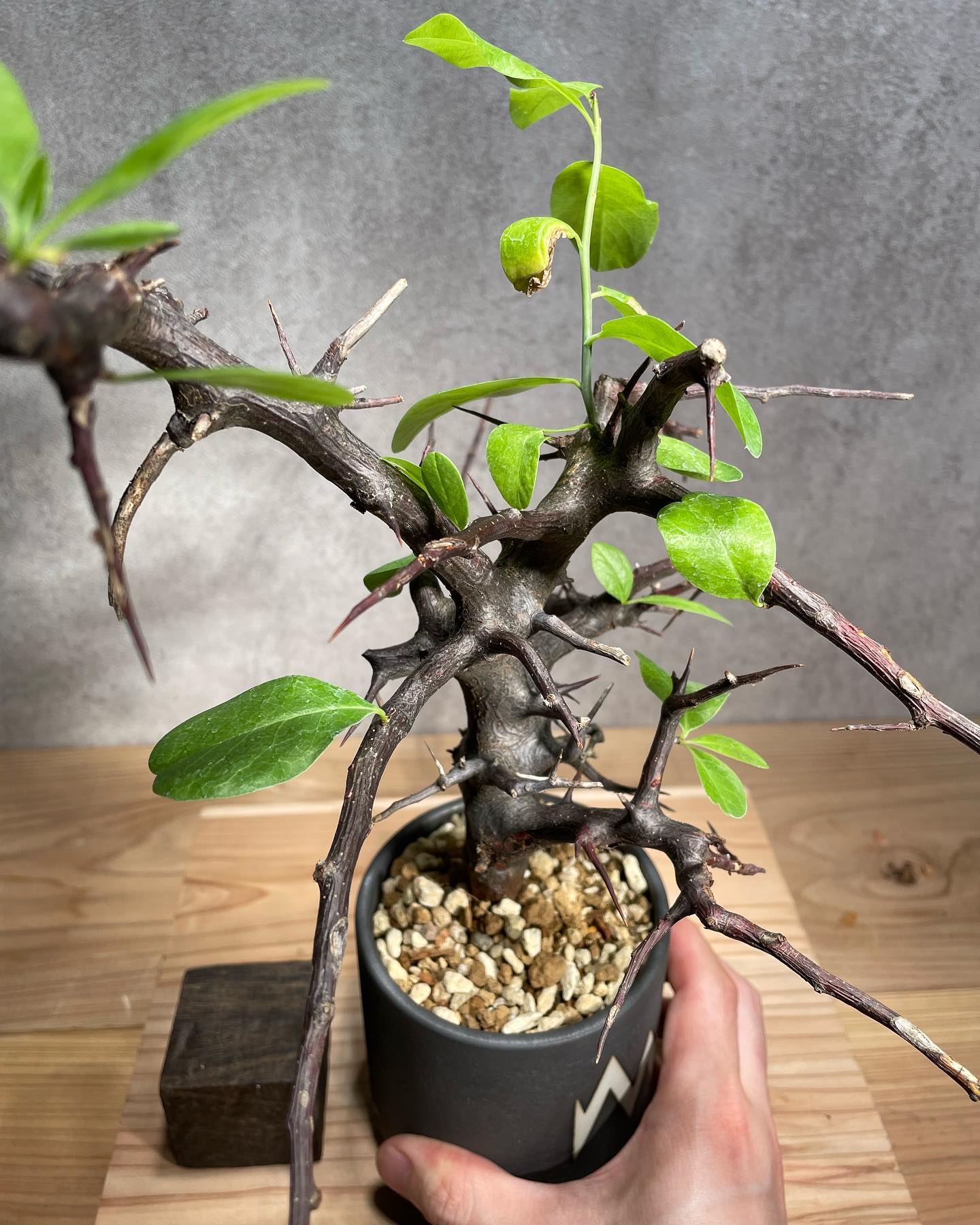 コミフォラ・ロストラータ・リフレクサ Commiphora rostrata original