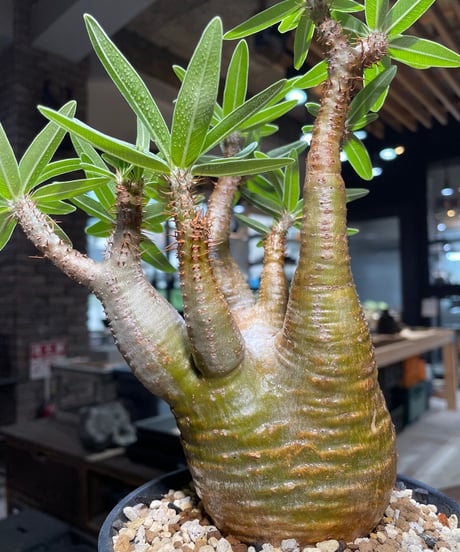 パキポディウム グラキリス　Pachypodium gracilius 　発根済　(gk-436)
