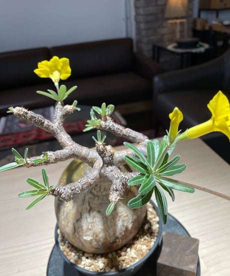 パキポディウム グラキリス　Pachypodium gracilius 　発根済　(gk-225)