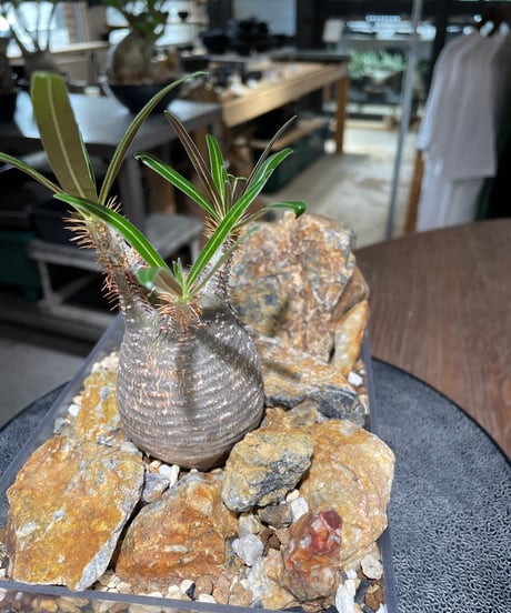 パキポディウム グラキリス　Pachypodium gracilius 　発根済　(gk-554)