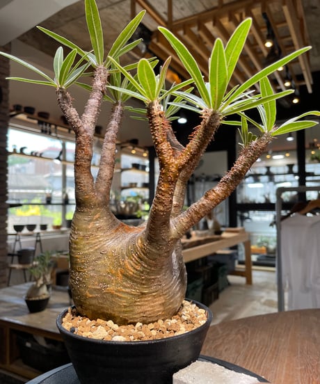 パキポディウム グラキリス　Pachypodium gracilius 　発根済　(gk-418)