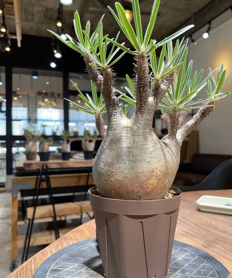 パキポディウム グラキリス　Pachypodium gracilius 　発根済　(gk-405)