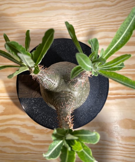 パキポディウム グラキリス　Pachypodium gracilius 　発根済　(商品番号gk-126valiem)VALIEM  (VALIEMタグ付き)