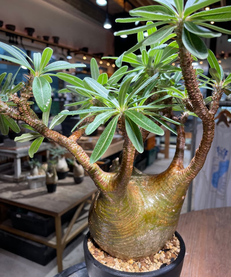 パキポディウム　グラキリス　緑肌　発根済み パキポディウム 緑肌グラキリス バオバブ型 発根済み アガベ ウィンゾリー