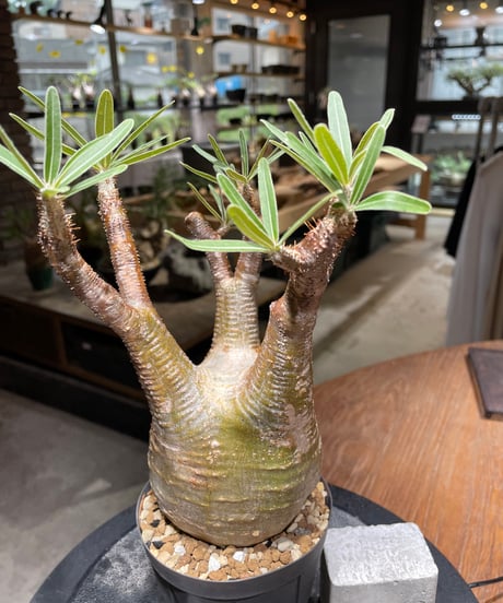 パキポディウム グラキリス　Pachypodium gracilius 　発根済　(gk-466)