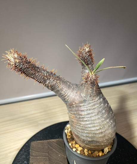 パキポディウム グラキリス　Pachypodium gracilius 　発根済　(商品番号gk-110valiem)VALIEM  (VALIEMタグ付き)