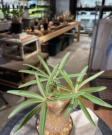 パキポディウム グラキリス　Pachypodium gracilius 　発根済　(gk-500）