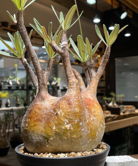 パキポディウム グラキリス　Pachypodium gracilius 　発根済　(gk-456）