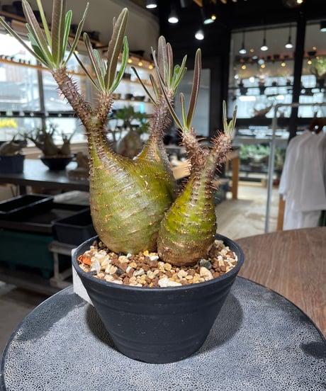 パキポディウム グラキリス　2頭　Pachypodium gracilius 　発根済　(gk-551)