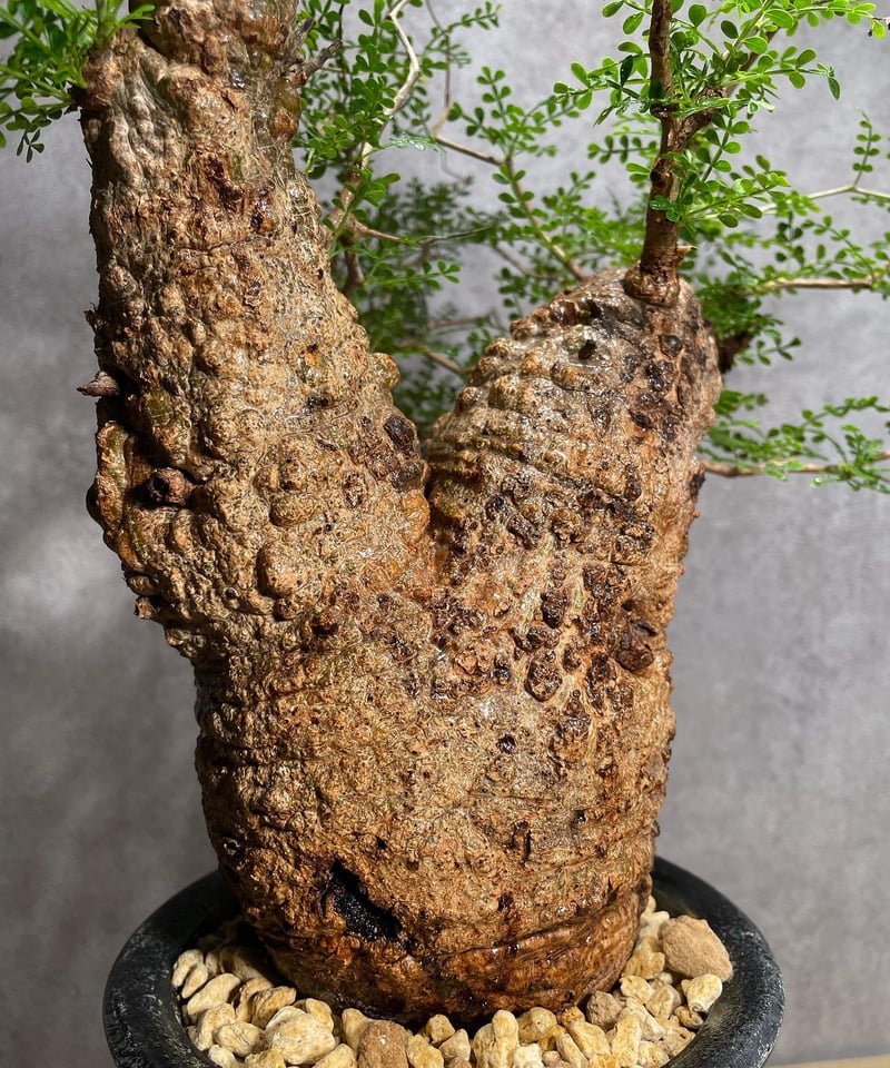 オペルクリカリア パキプス／Operculicarya pachypus 発根済 (商品番号P