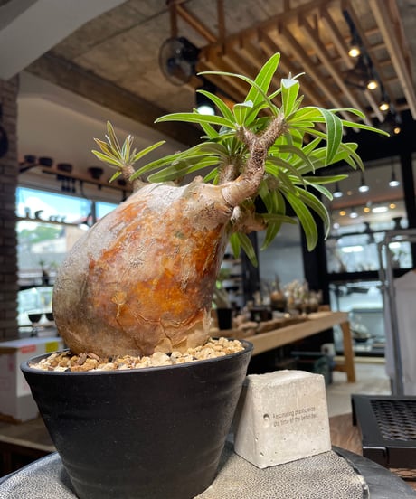 パキポディウム グラキリス　Pachypodium gracilius 　発根済　(gk-497）