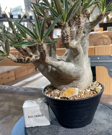 パキポディウム グラキリス　Pachypodium gracilius 　発根済　(gk-424）