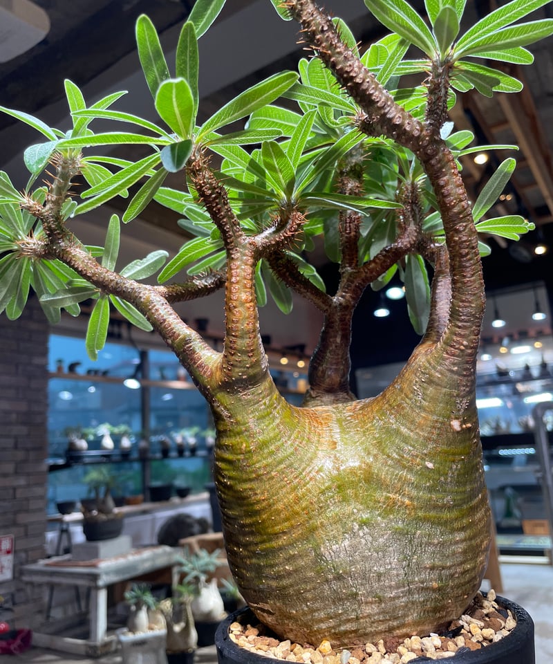 ザ*）様 パキポディウム グラキリス 発根済pachypodhium Graci パキポディウム グラキリス Pachypodium gracilius 発根済 (gk-41