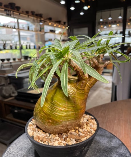 パキポディウム グラキリス　Pachypodium gracilius 　発根済　(gk-281)