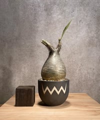 パキポディウム グラキリス　Pachypodium gracilius 　発根済　(商品番号gk-52valiem)  VALIEM 　BOWL　sizeS　(VALIEMタグ付き)
