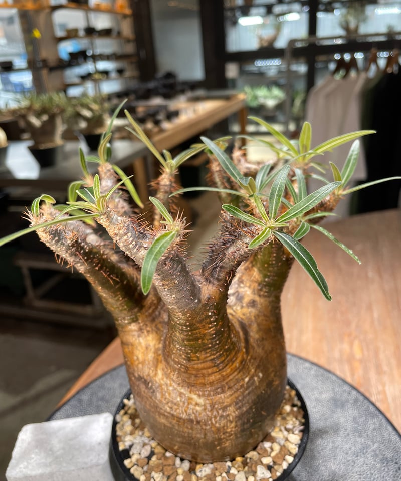 パキポディウム グラキリス Pachypodium gracilius 発根済 (gk-56