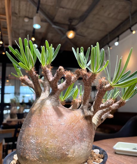 パキポディウム グラキリス　Pachypodium gracilius 　発根済　(gk-406)