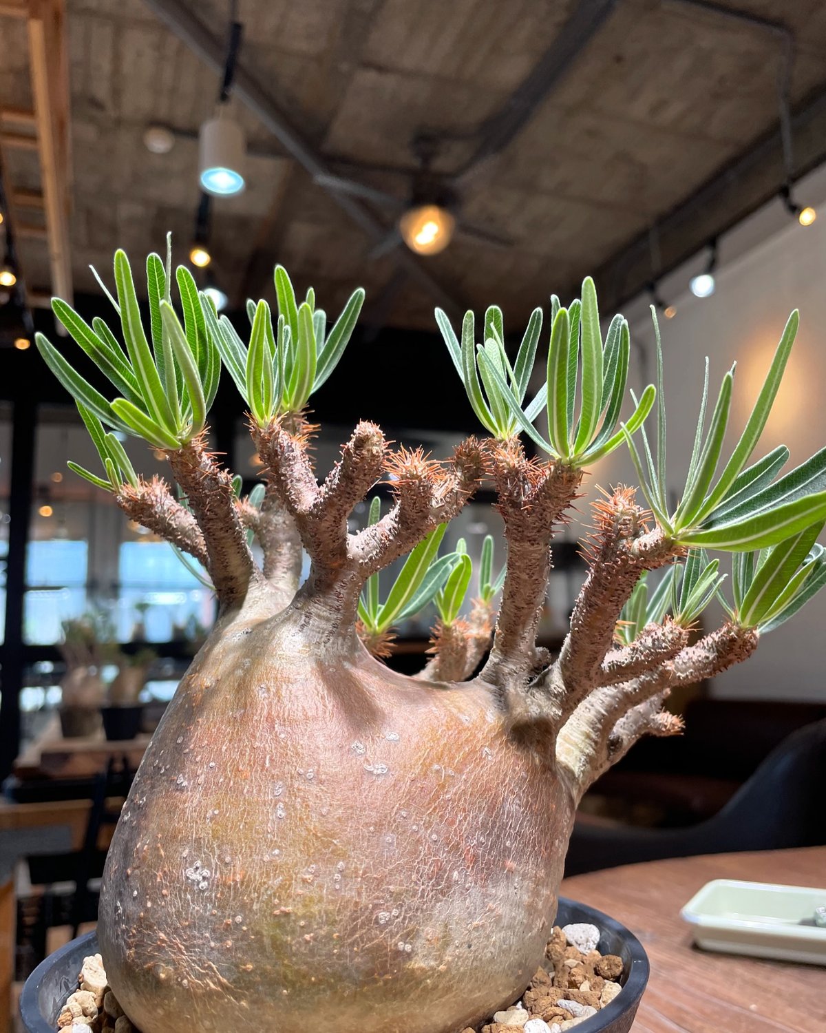 パキポディウム グラキリス Pachypodium gracilius ⑥ パキポディウム グラキリス Pachypodium gracilius 発根済 (gk-40