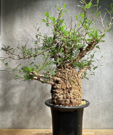 RISE-CAUDEX ONLINE STORE RISE-CAUDEX ONLINE STORE