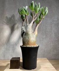 パキポディウム グラキリス　Pachypodium gracilius 　発根済　(商品番号gk-86)