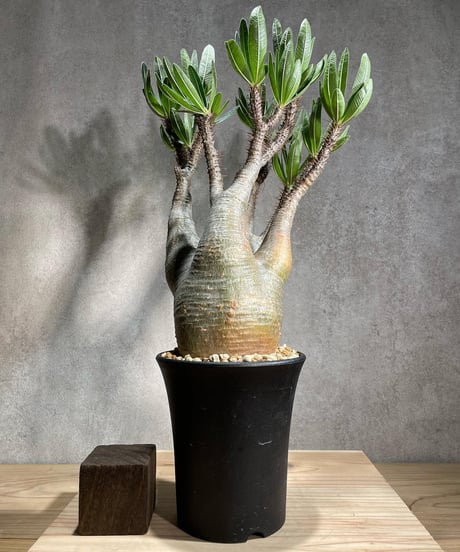 パキポディウム グラキリス　Pachypodium gracilius 　発根済　(商品番号gk-86)
