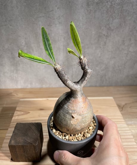パキポディウム グラキリス　Pachypodium gracilius 　発根済　(商品番号gk-97valiem)  VALIEM 　(VALIEMタグ付き)