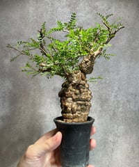 オペルクリカリア パキプス/Operculicarya pachypus 発根済 オペルクリカリア パキプス/Operculicarya pachypus 発根済