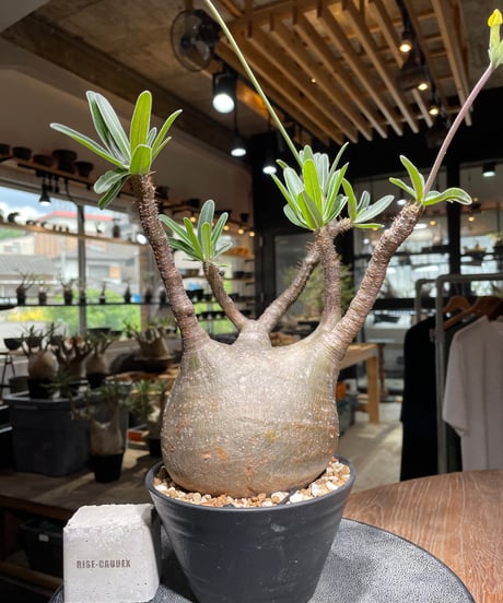 パキポディウム グラキリス　Pachypodium gracilius 　発根済　(gk-530)