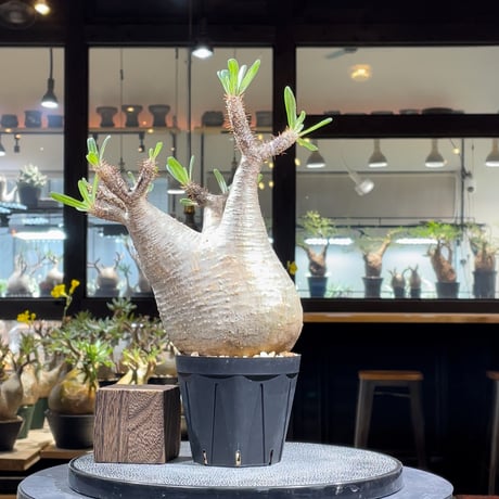 STORES 塊根植物の検索結果