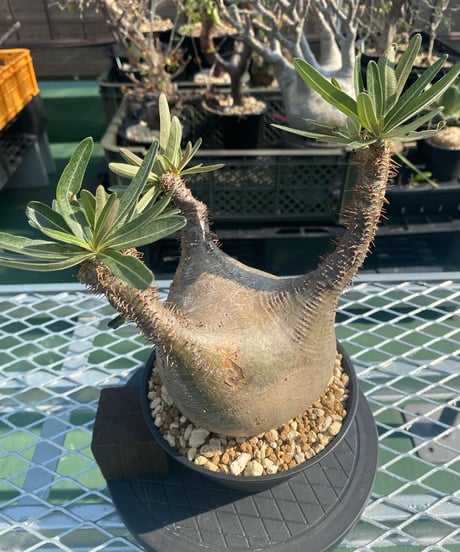 パキポディウム グラキリス　Pachypodium gracilius 　発根済　(商品番号gk-141)