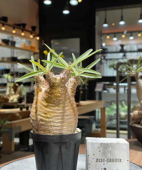 パキポディウム グラキリス　Pachypodium gracilius 　発根済　(gk-460)