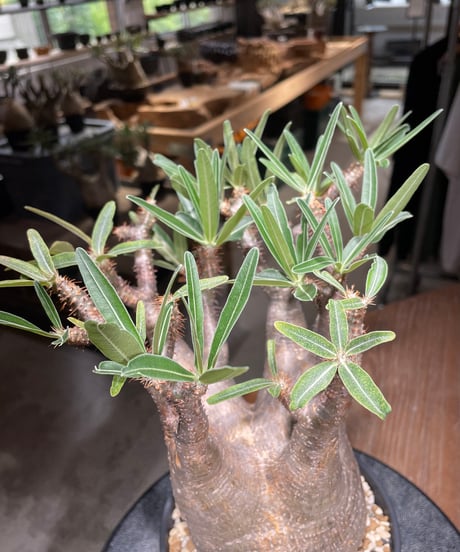 パキポディウム グラキリス　Pachypodium gracilius 　発根済　(gk-531)