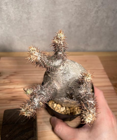 パキポディウム グラキリス　Pachypodium gracilius 　発根済　(商品番号gk-35)